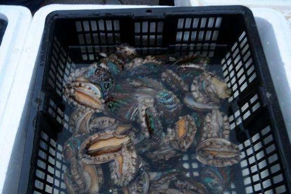 海鮮店如何養(yǎng)鮑魚