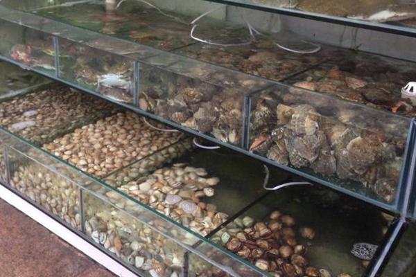 海鮮店如何養(yǎng)鮑魚