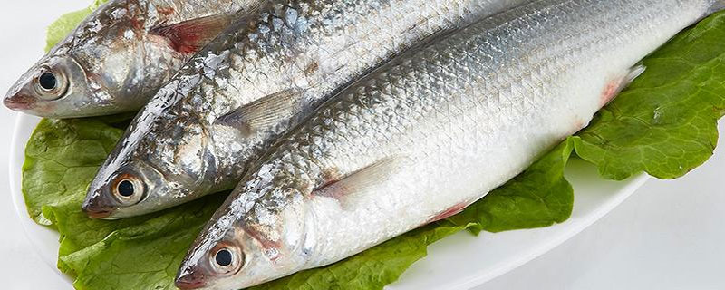 梭魚市場價格多少錢一斤 梭魚是淡水魚還是海魚