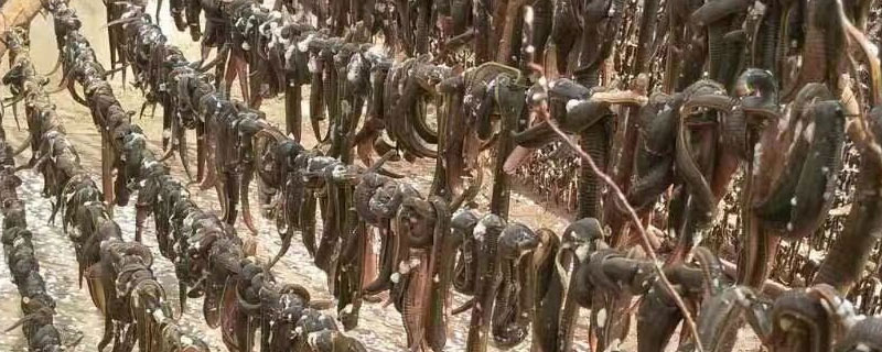 水蛭養殖成本及利潤