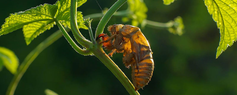 葡萄園可以養金蟬么