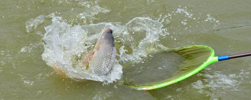 工廠化養羅非魚可行嗎