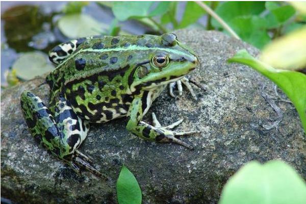 石蛙養殖成本多少