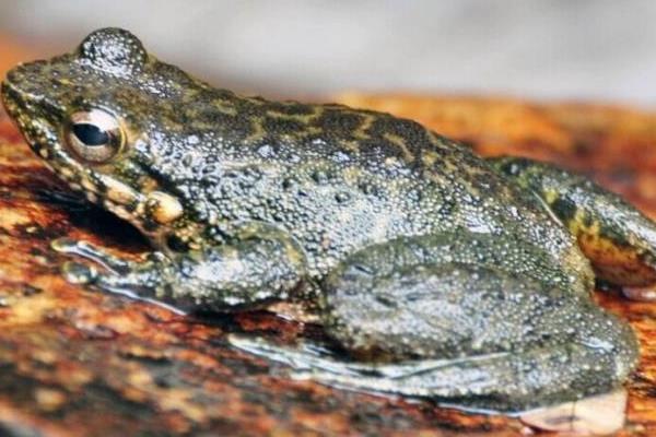 石蛙養殖成本多少