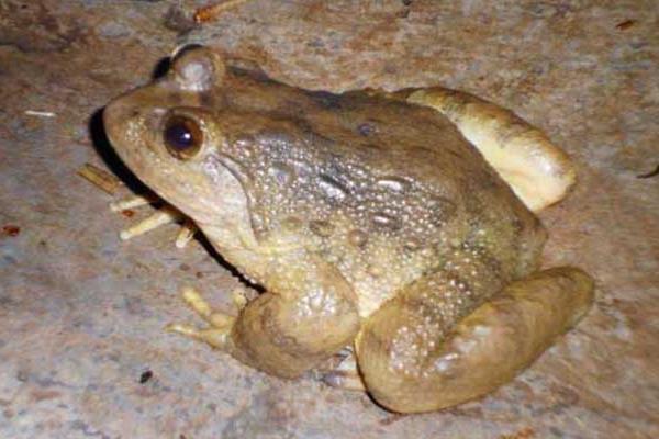 石蛙養殖成本多少