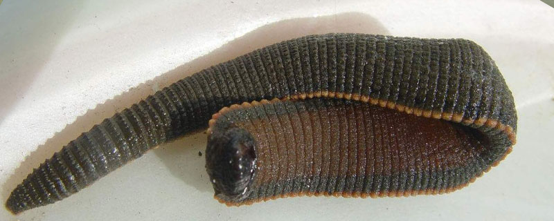 養水蛭需要做環評嗎