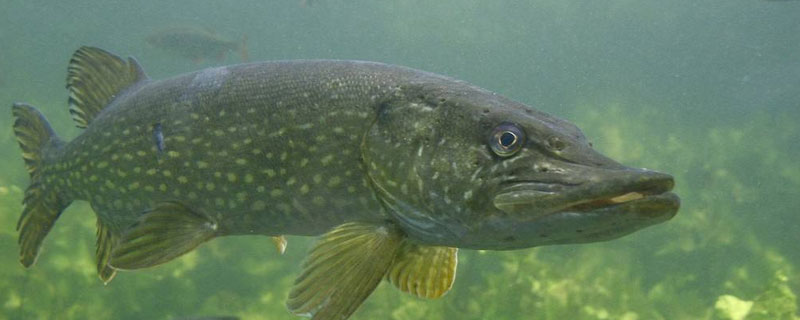 白斑狗魚和黑斑狗魚的區別是什么 白斑狗魚和黑魚哪個厲害