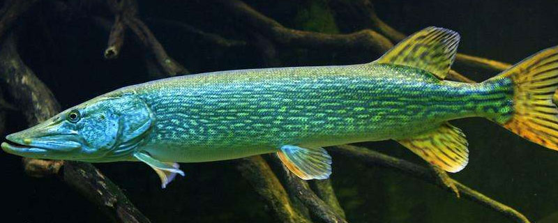 白斑狗魚市場價格多少錢一斤 白斑狗魚主要產地在哪里