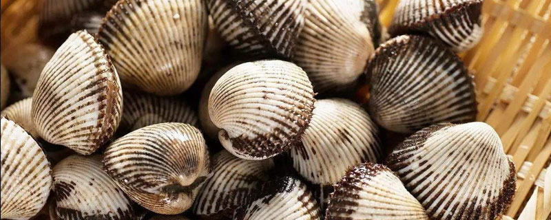 毛蚶市場價格多少錢一斤 毛蚶產地在哪里