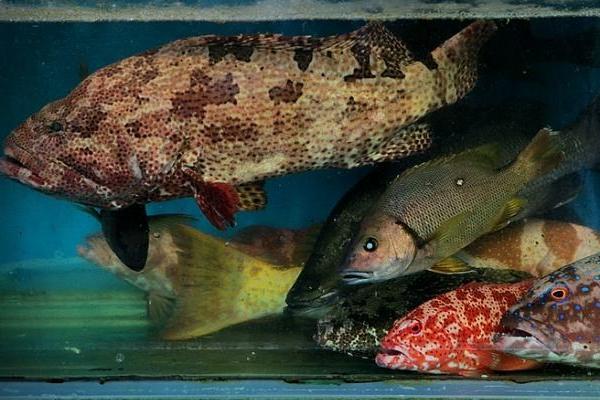 如何暫養(yǎng)石斑魚