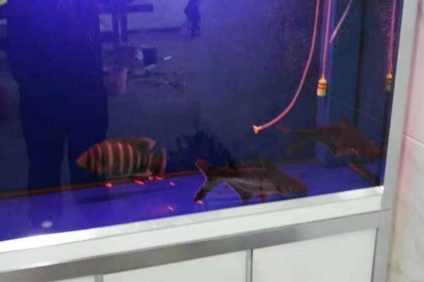 如何暫養(yǎng)石斑魚