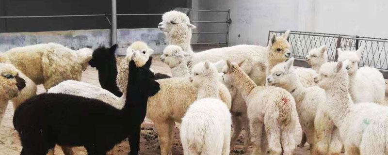 養羊駝怎么賺錢