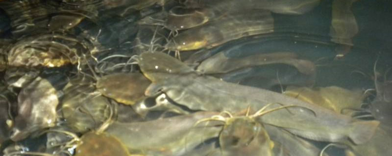 塘角魚(yú)養(yǎng)殖市場(chǎng)前景怎么樣 塘角魚(yú)一畝養(yǎng)殖利潤(rùn)有多少