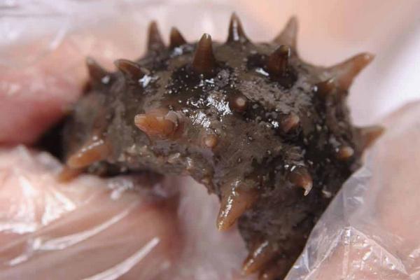 海參養(yǎng)殖和野生區(qū)別