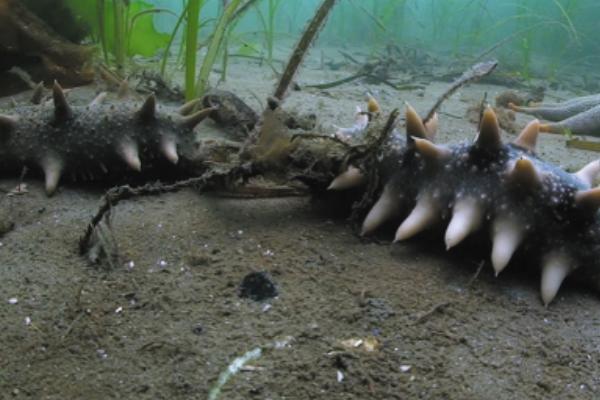 海參養(yǎng)殖和野生區(qū)別