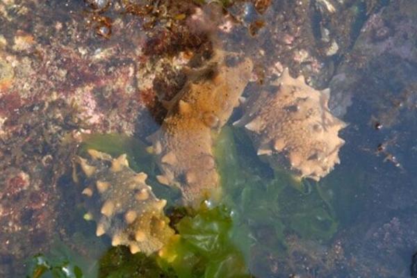 海參養(yǎng)殖和野生區(qū)別