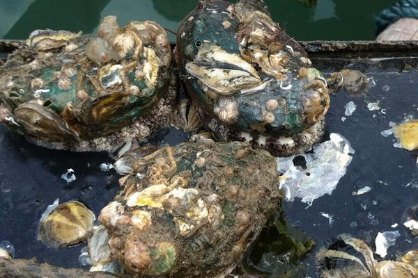 鮑魚能在淡水里養嗎