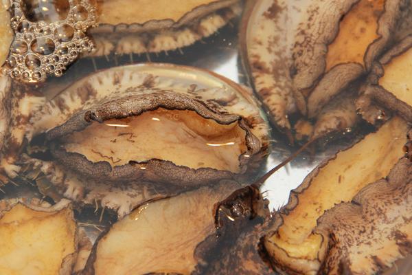 鮑魚能在淡水里養嗎