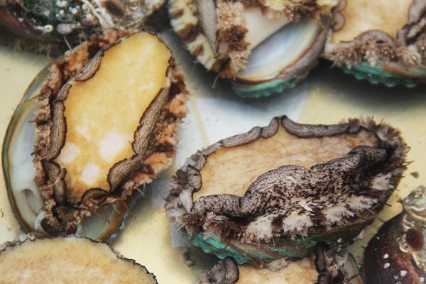 鮑魚能在淡水里養嗎