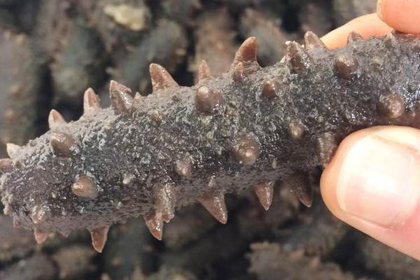 養海參苗賺錢嗎