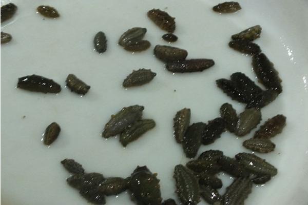 養海參苗賺錢嗎