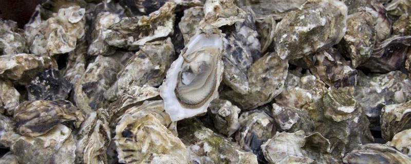 牡蠣市場價格多少錢一斤 牡蠣哪些部位不能吃