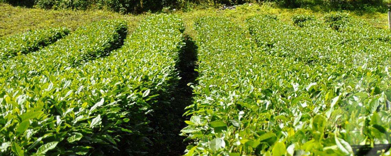 哪種茶樹比較好