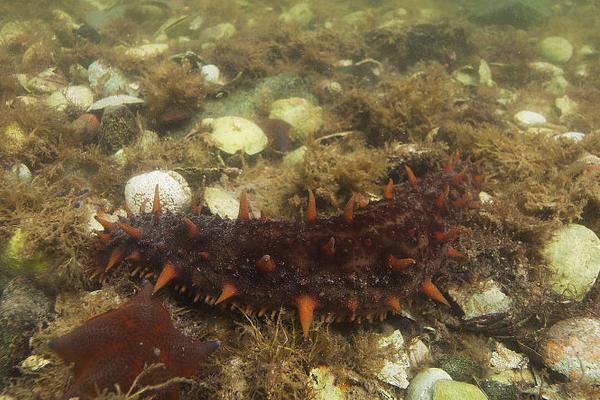 海參怎么養(yǎng)