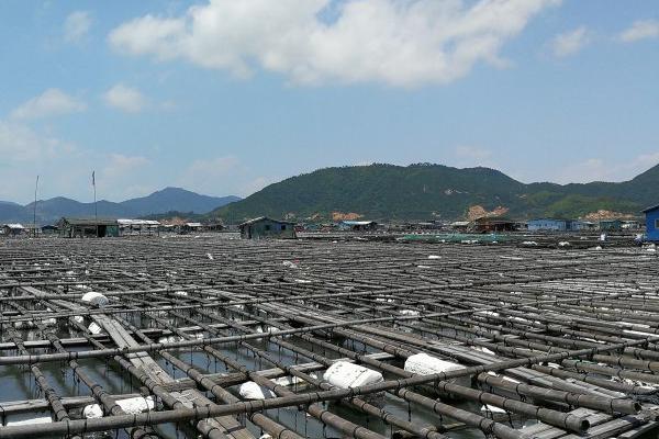 海參怎么養(yǎng)