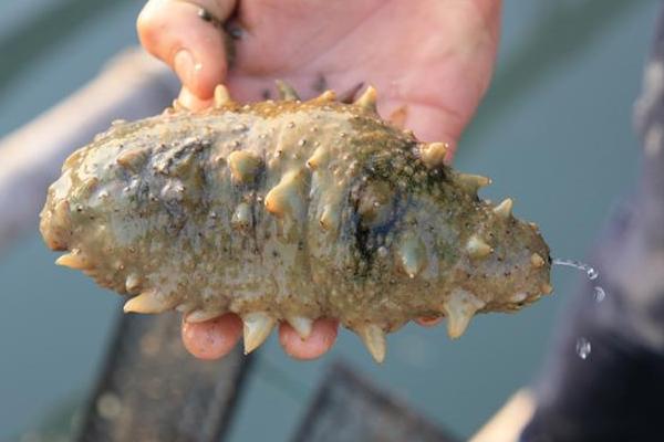 海參怎么養(yǎng)