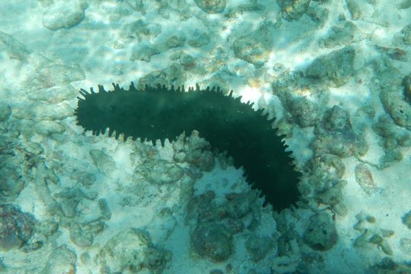 海參怎么養(yǎng)