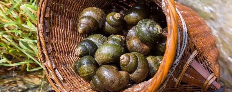 田螺養(yǎng)殖怎樣堆肥