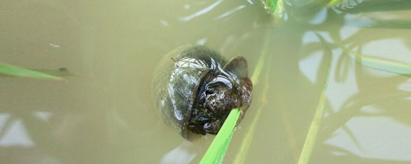 田螺對水草的危害
