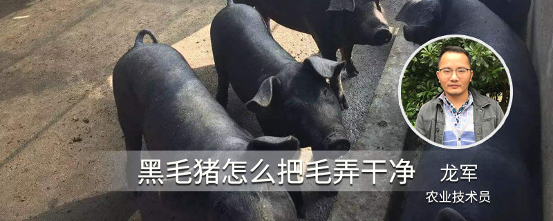 黑毛豬怎么把毛弄干凈