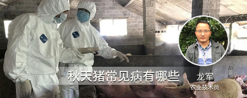 秋天豬常見病有哪些