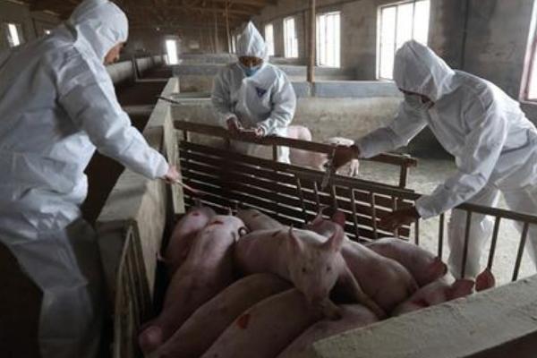 秋天豬常見病有哪些