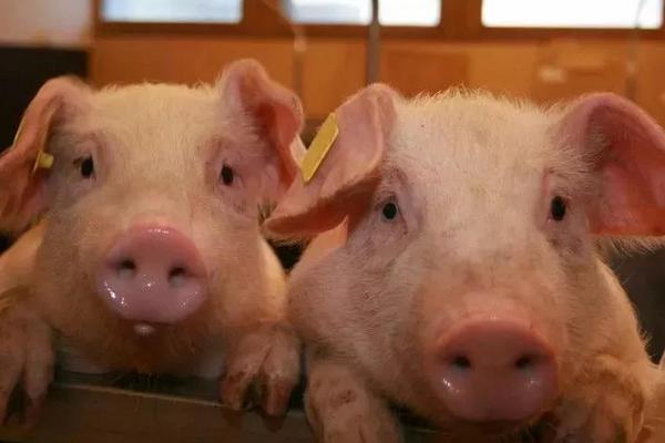 秋天豬常見病有哪些