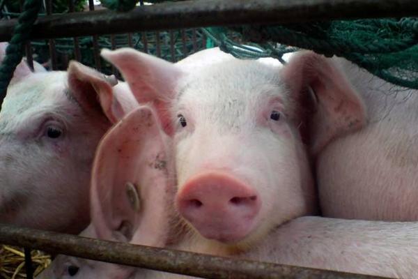 秋天豬常見病有哪些