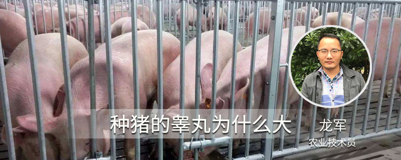 種豬的睪丸為什么大
