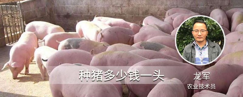 種豬多少錢一頭