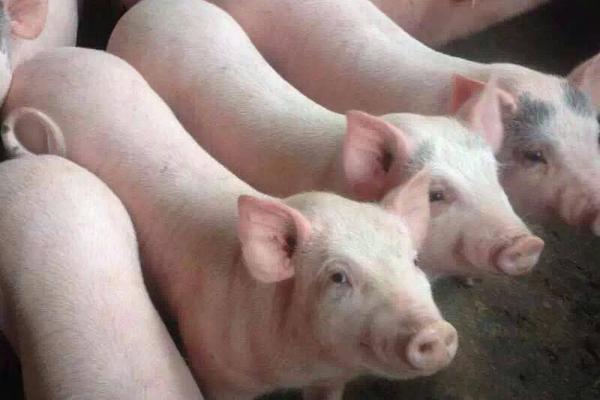 種豬品種有哪些