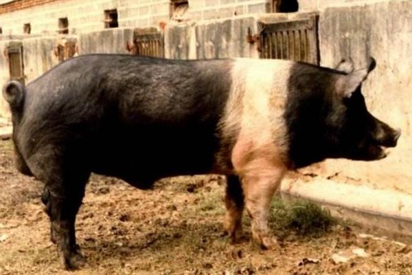 種豬品種有哪些