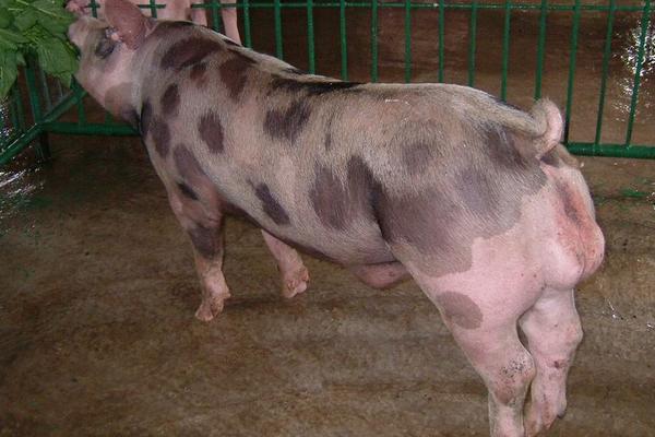 種豬品種有哪些