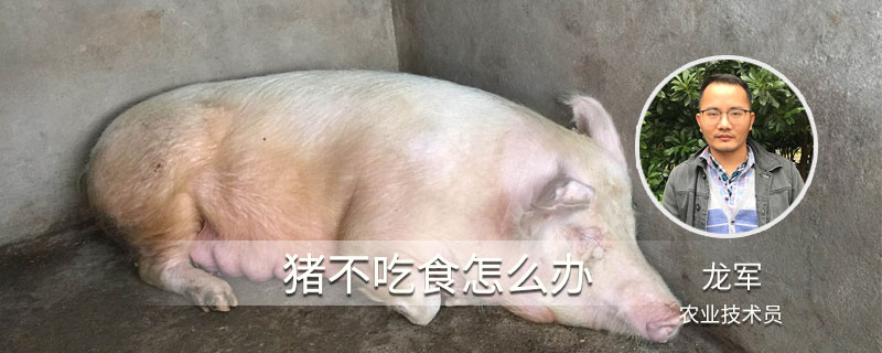 豬不吃食怎么辦