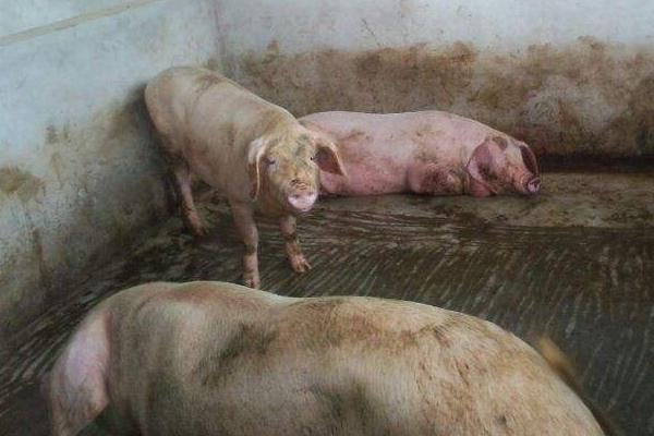 豬不吃食怎么辦