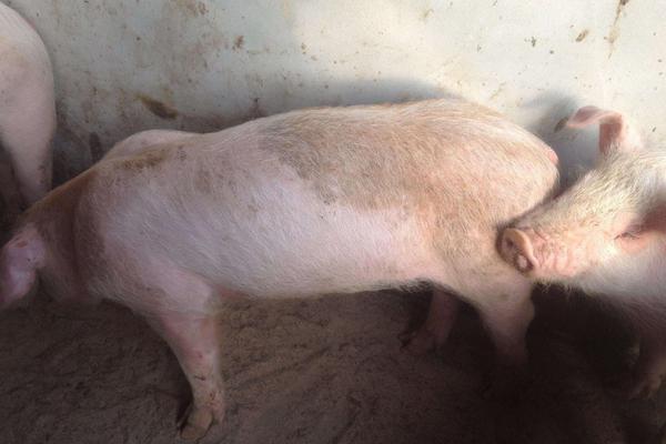 豬不吃食怎么辦