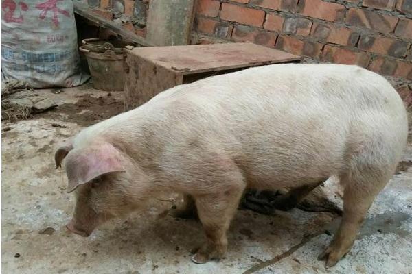 豬不吃食怎么辦