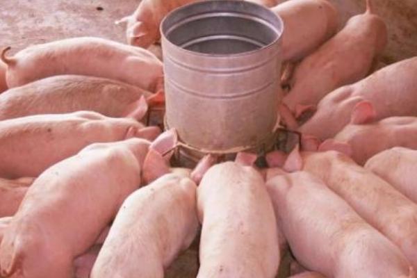 豬吃酒糟有什么好處