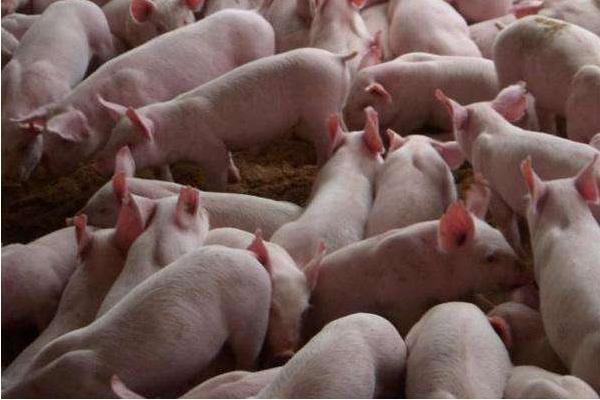 豬吃酒糟有什么好處