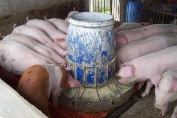 豬吃酒糟有什么好處